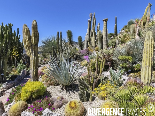 JARDIN EXOTIQUE de EZE - Illustrations 2024