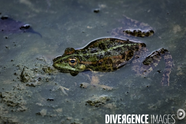 La Grenouille et son monde