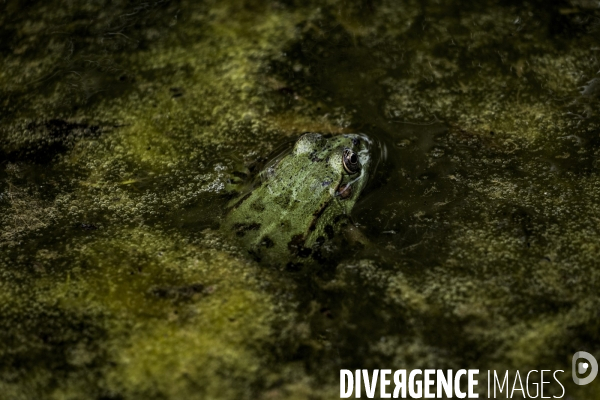 La Grenouille et son monde