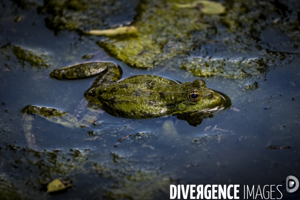 La Grenouille et son monde