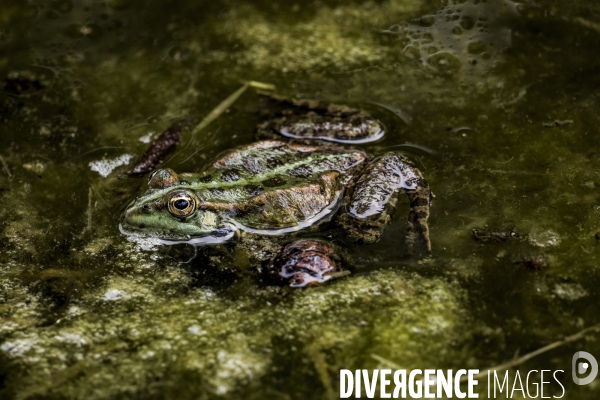 La Grenouille et son monde