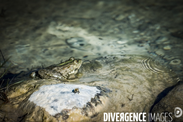 La Grenouille et son monde