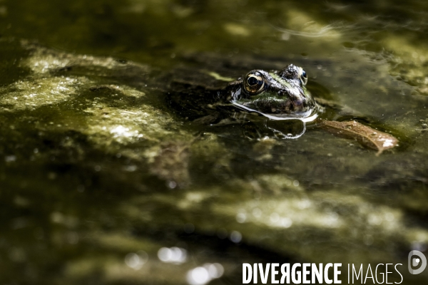 La Grenouille et son monde