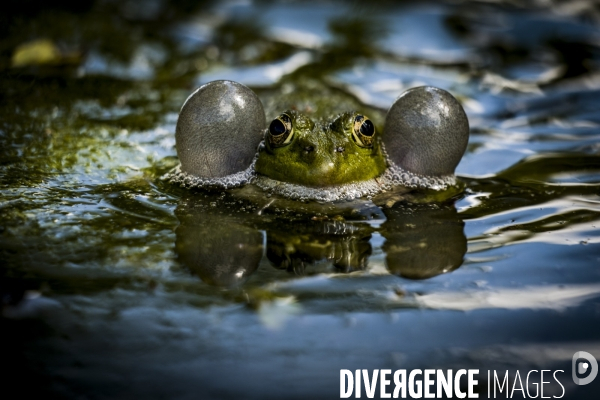 La Grenouille et son monde
