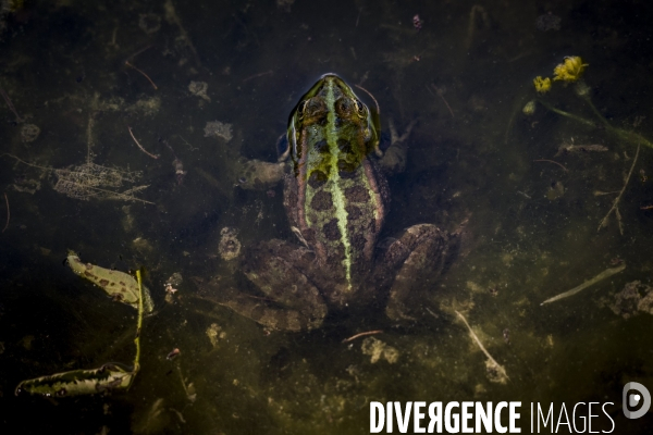 La Grenouille et son monde