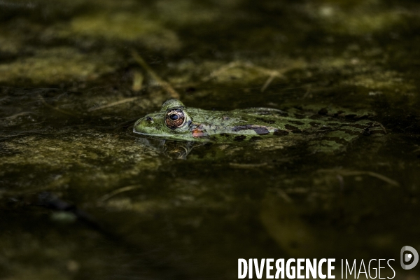 La Grenouille et son monde