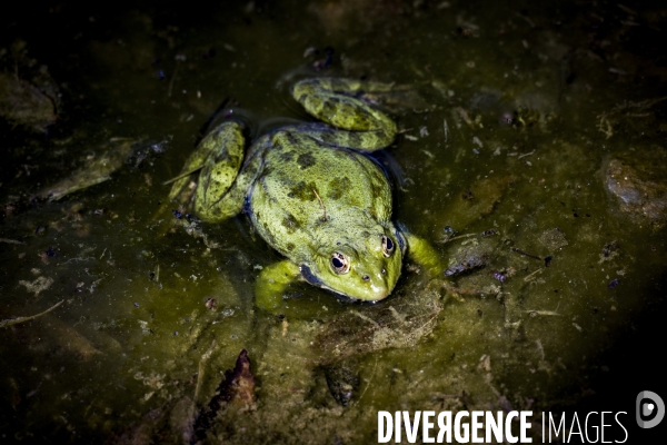 La Grenouille et son monde