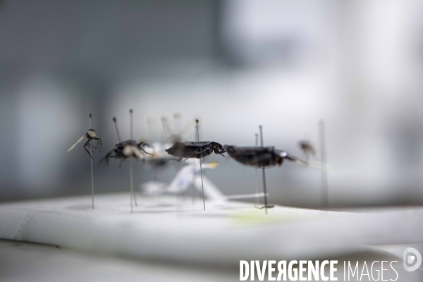 Genadarmerie scientifique ircgn