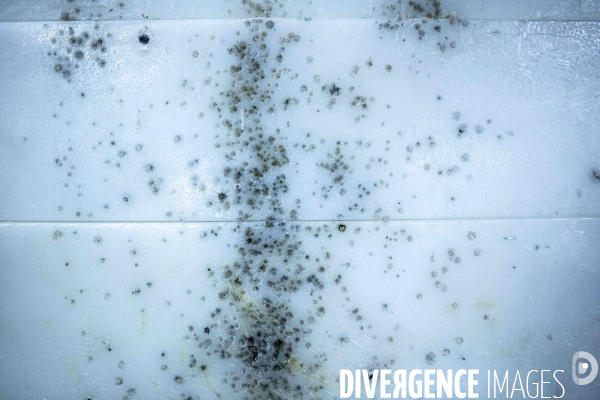 Genadarmerie scientifique ircgn