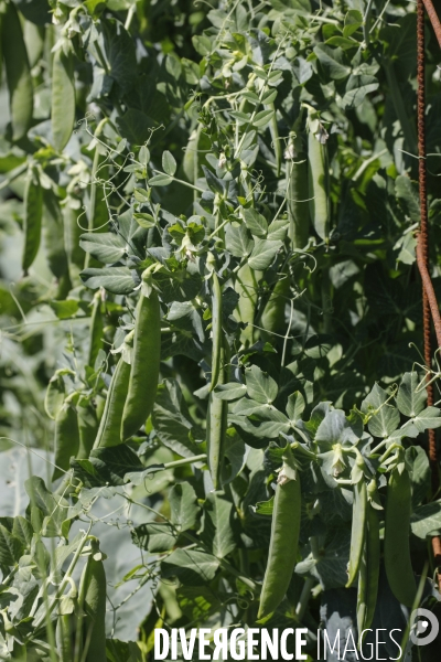 Sécurité Sociale de l Alimentation en Gironde - la MonA