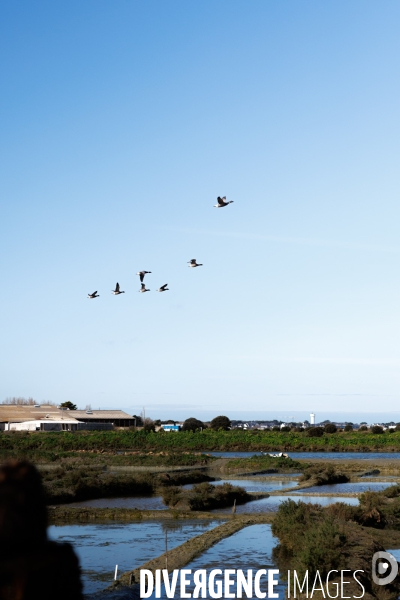 Paludier dans les marais salants de Guérande