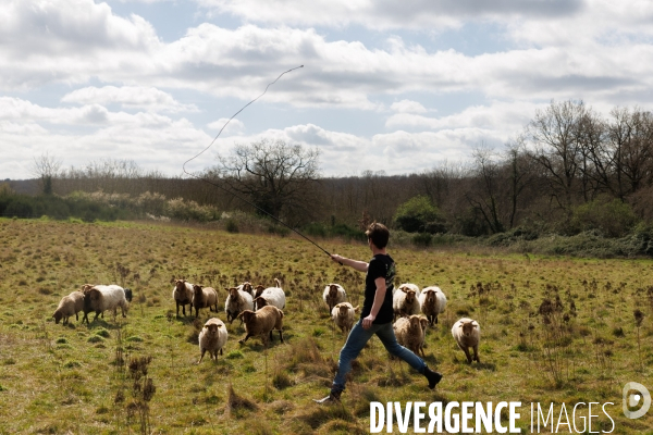 Pastoralisme en Maine-et-Loire