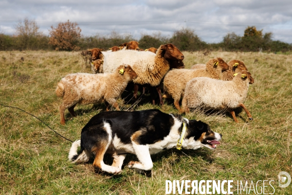 Pastoralisme en Maine-et-Loire