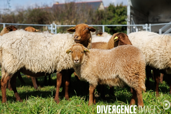 Pastoralisme en Maine-et-Loire