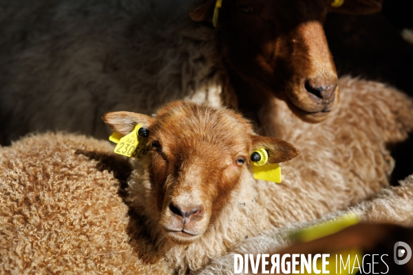 Pastoralisme en Maine-et-Loire