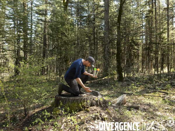 Sylviculture