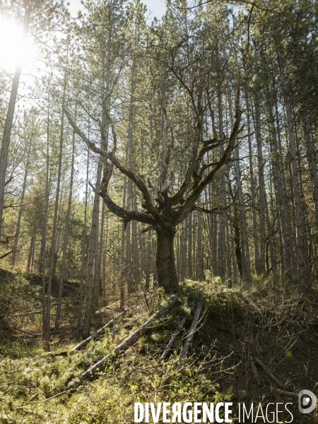 Sylviculture