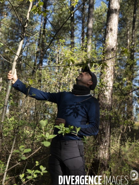Sylviculture
