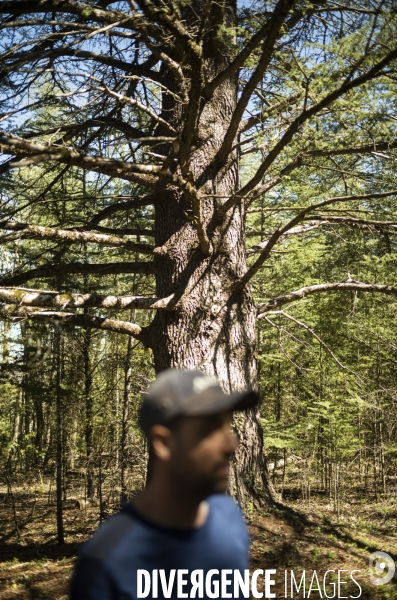 Sylviculture