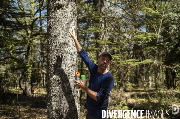 Sylviculture