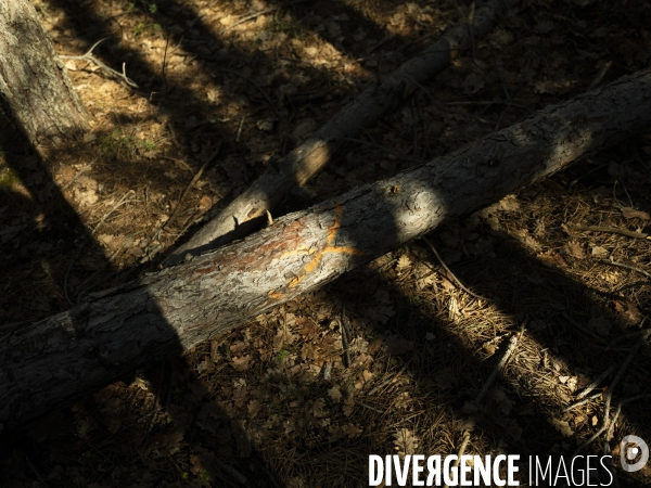 Sylviculture