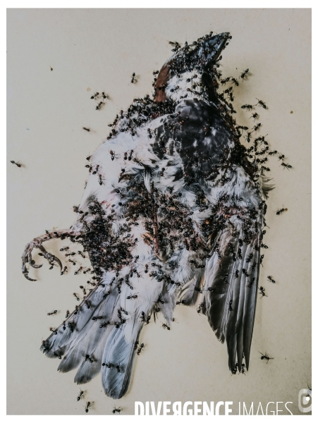 Piaf Story ( with a little help des fourmis)
