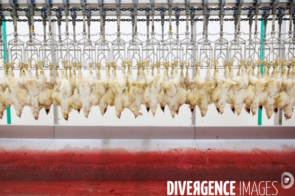 Abattoir de volailles