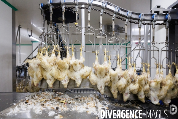 Abattoir de volailles