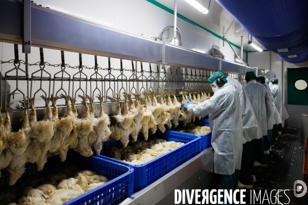 Abattoir de volailles