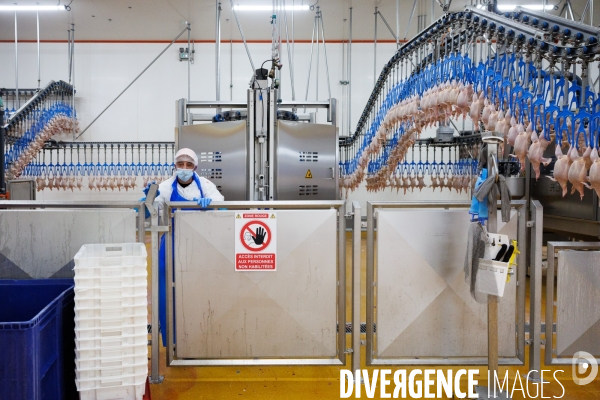 Abattoir de volailles
