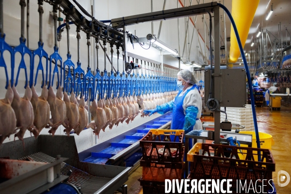 Abattoir de volailles