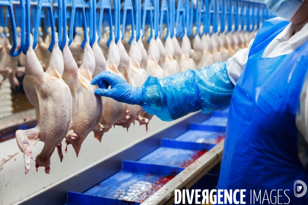 Abattoir de volailles