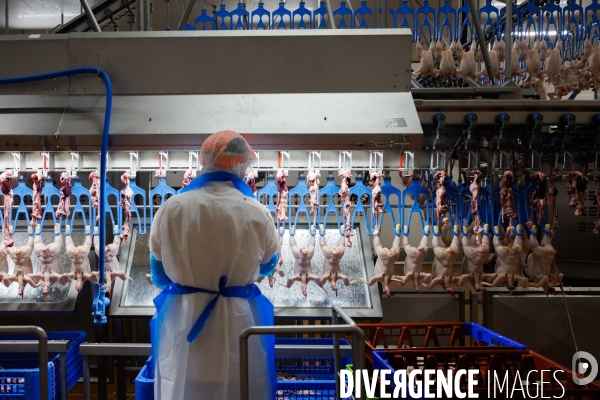 Abattoir de volailles