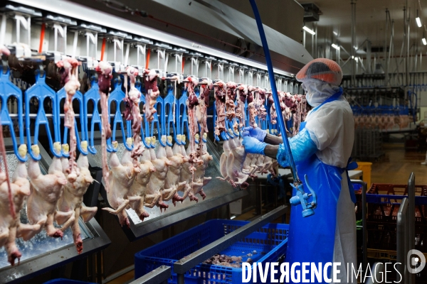 Abattoir de volailles
