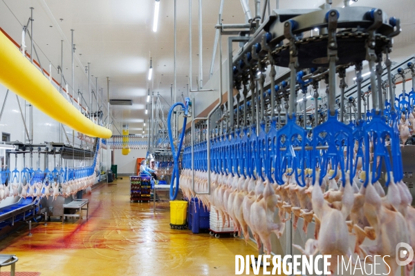Abattoir de volailles