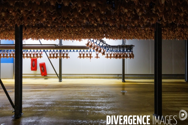 Abattoir de volailles