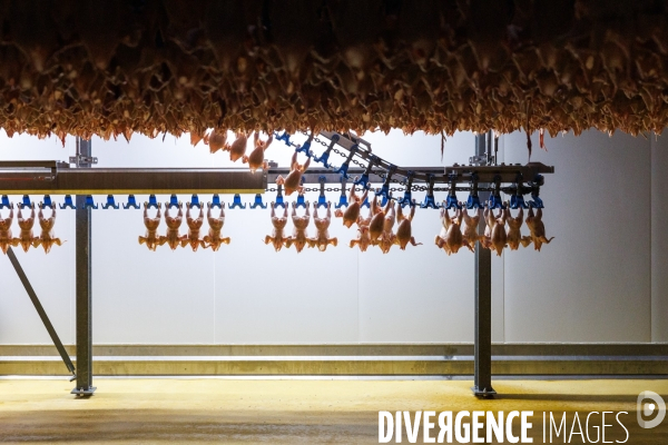 Abattoir de volailles