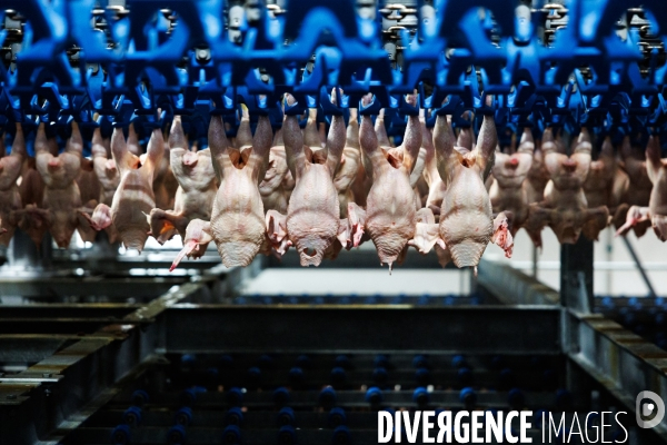 Abattoir de volailles