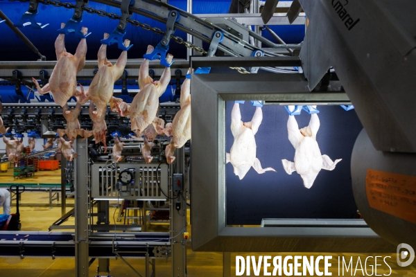 Abattoir de volailles