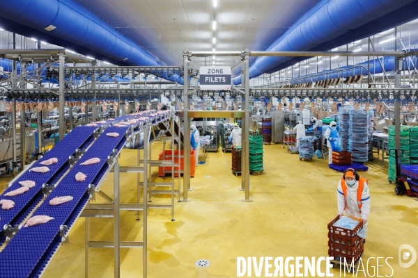 Abattoir de volailles