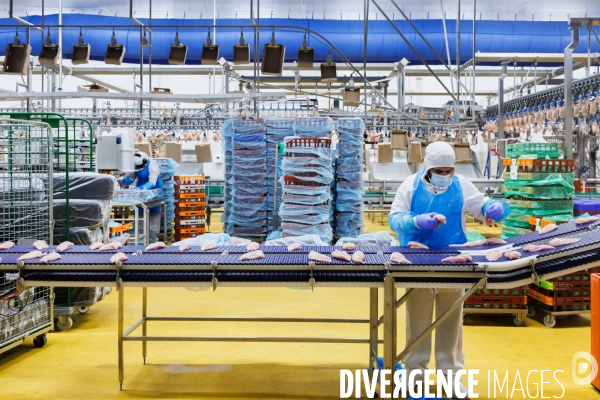 Abattoir de volailles