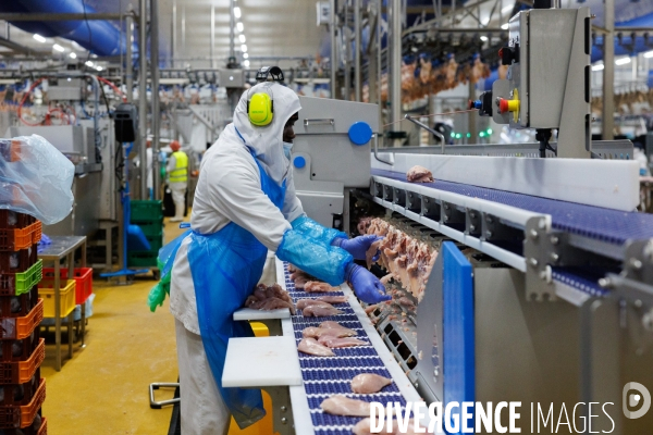 Abattoir de volailles