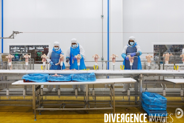 Abattoir de volailles