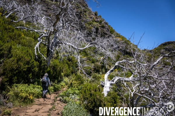 Sur les chemins de Madere
