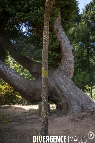 Sur les chemins de Madere
