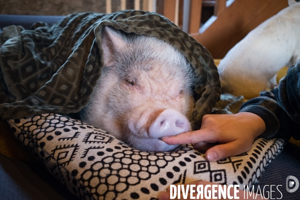Gustave le cochon domestique