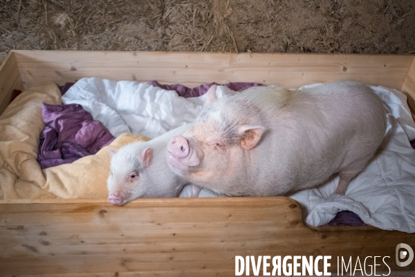 Gustave le cochon domestique
