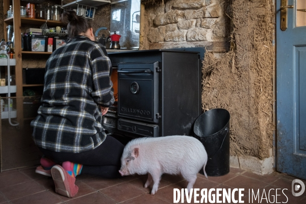Gustave le cochon domestique