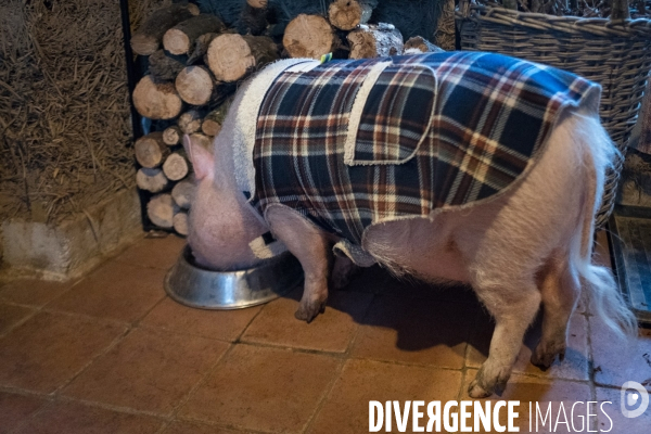 Gustave le cochon domestique