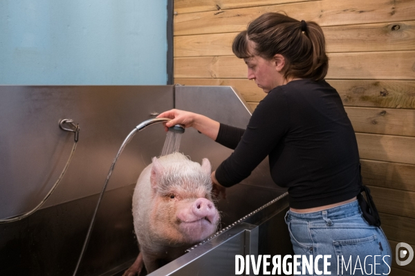 Gustave le cochon domestique